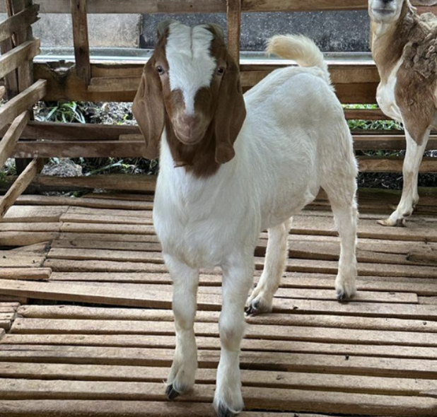 Kambing Boer - Tetris Agro Farm