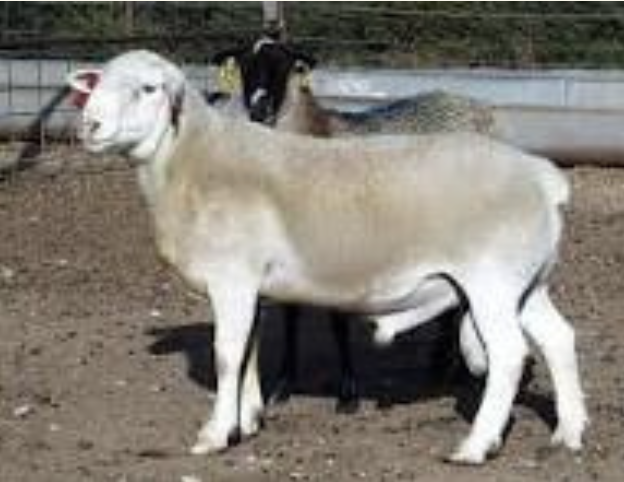 Biri-biri Dorper - Tetris Agro Farm