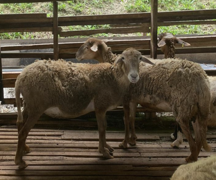 Biri-biri Vanroy Kacuk/Kibas - Tetris Agro Farm