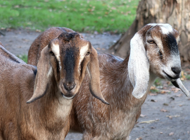 Kambing Anglo - Tetris Agro Farm